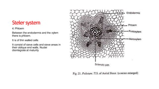 Stelersystem
4: Phloem
Between the endodermis and the xylem
there is phloem.
It is of thin walled cells
It consist of sieve cells and sieve areas in
their oblique end walls. Nuclei
disintegrate at maturity
 
