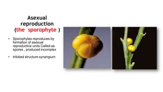Asexual
reproduction
(the sporophyte )
• Sporophytes reproduces by
formation of asexual
reproductive units Called as
spores , produced incomplex
• trilobed structure synangium
 