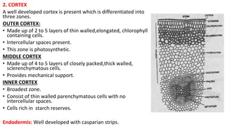 2. CORTEX
A well developed cortex is present which is differentiated into
three zones.
OUTER CORTEX:
• Made up of 2 to 5 layers of thin walled,elongated, chlorophyll
containing cells.
• Intercellular spaces present.
• This zone is photosynthetic.
MIDDLE CORTEX
• Made up of 4 to 5 layers of closely packed,thick walled,
sclerenchymatous cells.
• Provides mechanical support.
INNER CORTEX
• Broadest zone.
• Consist of thin walled parenchymatous cells with no
intercellular spaces.
• Cells rich in starch reserves.
Endodermis: Well developed with casparian strips.
 