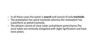 • In all these cases the xylem is exarch and consist of only tracheids.
• The protoxylem has spiral tracheids whereas the metaxylem has
scalariform or pitted tracheids.
• The phloem consist of sieve tubes and phloem parenchyma.The
sieve tubes are vertically elongated with slight lignification and have
sieve plates.
 