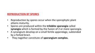 REPRODUCTION BY SPORES
• Reproduction by spores occur when the sporophytic plant
attains maturity.
• Spores are produced within the trilobite sporangia called
synangia which is formed by the fusion of 2 or more sporangia.
• A synangium develop on a small fertile appendage, subtended
by a forked bract.
• They together constitute of sporangium complex.
 