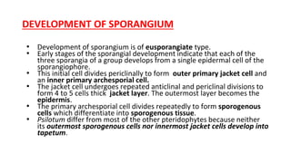 DEVELOPMENT OF SPORANGIUM
• Development of sporangium is of eusporangiate type.
• Early stages of the sporangial development indicate that each of the
three sporangia of a group develops from a single epidermal cell of the
sporangiophore.
• This initial cell divides periclinally to form outer primary jacket cell and
an inner primary archesporial cell.
• The jacket cell undergoes repeated anticlinal and periclinal divisions to
form 4 to 5 cells thick jacket layer. The outermost layer becomes the
epidermis.
• The primary archesporial cell divides repeatedly to form sporogenous
cells which differentiate into sporogenous tissue.
• Psilotum differ from most of the other pteridophytes because neither
its outermost sporogenous cells nor innermost jacket cells develop into
tapetum.
 