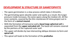 DEVELOPMENT & STRUCTURE OF GAMETOPHYTE
• The spore germination is a slow process which takes 3-4months .
• The germinating spore absorbs water and swells.as a result, the turgor
pressure inside increases, the exine opens along the median slit. All the
inner contents, covered by the thin membrane of intine,project out in
the form of a conical mound.
• With the formation of transverse wall,a basal large spherical cell is
separated from the upper extruded cell. The basal cell remains covered
by the portions of the ruptured outer wall.
• The upper cell divides by two intersecting oblique divisions to form and
apical cell.
• This apical cell leads to the formation of the prothallus
 