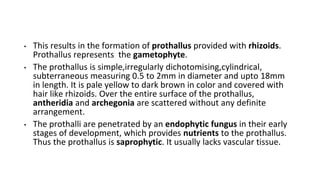 • This results in the formation of prothallus provided with rhizoids.
Prothallus represents the gametophyte.
• The prothallus is simple,irregularly dichotomising,cylindrical,
subterraneous measuring 0.5 to 2mm in diameter and upto 18mm
in length. It is pale yellow to dark brown in color and covered with
hair like rhizoids. Over the entire surface of the prothallus,
antheridia and archegonia are scattered without any definite
arrangement.
• The prothalli are penetrated by an endophytic fungus in their early
stages of development, which provides nutrients to the prothallus.
Thus the prothallus is saprophytic. It usually lacks vascular tissue.
 