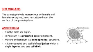 SEX ORGANS
The gametophyte is monoecious with male and
female sex organs,they are scattered over the
surface of the gametophyte.
ANTHERIDIUM
• It is the male sex organ.
• In Psilotum it is projected out or emergent.
• Mature antheridium is a semi spherical structure.
• It is surrounded by a well defined jacket which is
single layered and one cell thick.
 