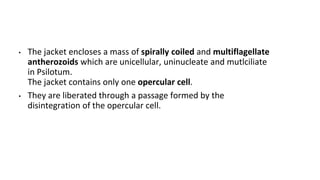 • The jacket encloses a mass of spirally coiled and multiflagellate
antherozoids which are unicellular, uninucleate and mutlciliate
in Psilotum.
The jacket contains only one opercular cell.
• They are liberated through a passage formed by the
disintegration of the opercular cell.
 