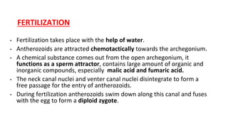 FERTILIZATION
• Fertilization takes place with the help of water.
• Antherozoids are attracted chemotactically towards the archegonium.
• A chemical substance comes out from the open archegonium, it
functions as a sperm attractor, contains large amount of organic and
inorganic compounds, especially malic acid and fumaric acid.
• The neck canal nuclei and venter canal nuclei disintegrate to form a
free passage for the entry of antherozoids.
• During fertilization antherozoids swim down along this canal and fuses
with the egg to form a diploid zygote.
 