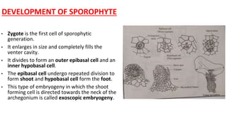 DEVELOPMENT OF SPOROPHYTE
• Zygote is the first cell of sporophytic
generation.
• It enlarges in size and completely fills the
venter cavity.
• It divides to form an outer epibasal cell and an
inner hypobasal cell.
• The epibasal cell undergo repeated division to
form shoot and hypobasal cell form the foot.
• This type of embryogeny in which the shoot
forming cell is directed towards the neck of the
archegonium is called exoscopic embryogeny.
 