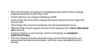 • After the formation of epibasal and hypobasal cells, both of them undergo
longitudinal division to form four cells.
• Further divisions are irregular (Holloway,1939)
• Some of the cells of the foot undergo transverse division to form finger like
rows of cells.
• These finger like structures penetrate into the gametophytic tissue.
• With the help of some regular divisions of the epibasal cell, a three sided apical
cell is formed.
• A typical rhizome is soon formed which is infected by an endophytic
mycorrhizal fungus.
• Then the rhizome branches dichotomously. Some of these branches turn
upward and develop to aerial shoots and thus a new sporophytic plant is
formed.
 