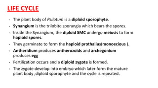 LIFE CYCLE
• The plant body of Psilotum is a diploid sporophyte.
• Synangium is the trilobite sporangia which bears the spores.
• Inside the Synangium, the diploid SMC undergo meiosis to form
haploid spores.
• They germinate to form the haploid prothallus(monoecious ).
• Antheridium produces antherozoids and archegonium
produces egg
• Fertilization occurs and a diploid zygote is formed.
• The zygote develop into embryo which later form the mature
plant body ,diploid sporophyte and the cycle is repeated.
 