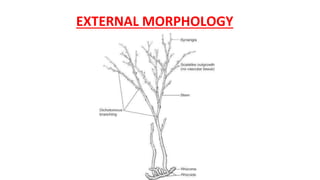 EXTERNAL MORPHOLOGY
 