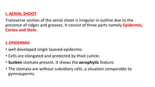 I. AERIAL SHOOT
Transverse section of the aerial shoot is irregular in outline due to the
presence of ridges and grooves. It consist of three parts namely Epidermis,
Cortex and Stele.
1.EPIDERMIS
• well developed single layered epidermis.
• Cells are elongated and protected by thick cuticle.
• Sunken stomata present. It shows the xerophytic feature.
• The stomata are without subsidiary cells ,a situation comparable to
gymnosperms.
 