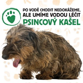 Psincový kašel u psů