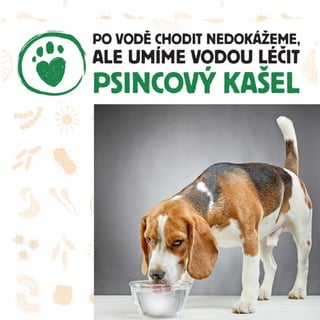 Psincový kašel u psů