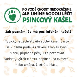 Jak poznám, že má pes infekční kašel?
Typický jezáchvatovitý suchý kašel. Často
se k němu přidává idáveníavykašlávání
hlenu, případněpěny. Lze pozorovat
vodnatý výtok znosu, napínání na zvracení
nebo změna, či ztráta hlasu.
 