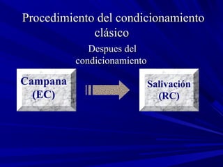 Procedimiento del condicionamientoProcedimiento del condicionamiento
clásicoclásico
Despues delDespues del
condicionamientocondicionamiento
Campana
(EC)
Salivación
(RC)
 