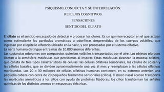 PSIQUISMO, CONDUCTA Y SU INTERRELACIÓN.
REFLEJOS COGNITIVOS.
SENSACIONES
SENTIDO DEL OLFATO
El olfato es el sentido encargado de detectar y procesar los olores. Es un quimiorreceptor en el que actúan
como estimulante las partículas aromáticas u odoríferas desprendidas de los cuerpos volátiles, que
ingresan por el epitelio olfatorio ubicado en la nariz, y son procesadas por el sistema olfativo.
La nariz humana distingue entre más de 10.000 aromas diferentes.
Las sustancias odorantes son compuestos químicos volátiles transportados por el aire. Los objetos olorosos
liberan a la atmósfera moléculas que percibimos al inspirar. Estas moléculas alcanzan la mucosa olfativa,
que consta de tres tipos característicos de células: las células olfativas sensoriales, las células de sostén y
las células basales, que se dividen aproximadamente una vez al mes y reemplazan a las células olfativas
moribundas. Los 20 o 30 millones de células olfativas humanas contienen, en su extremo anterior, una
pequeña cabeza con cerca de 20 pequeños filamentos sensoriales (cilios). El moco nasal acuoso transporta
las moléculas aromáticas a los cilios con ayuda de proteínas fijadoras; los cilios transforman las señales
químicas de los distintos aromas en respuestas eléctricas.
 