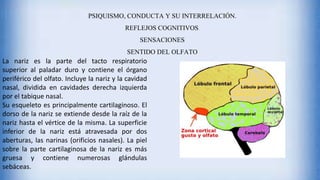 La nariz es la parte del tacto respiratorio
superior al paladar duro y contiene el órgano
periférico del olfato. Incluye la nariz y la cavidad
nasal, dividida en cavidades derecha izquierda
por el tabique nasal.
Su esqueleto es principalmente cartilaginoso. El
dorso de la nariz se extiende desde la raíz de la
nariz hasta el vértice de la misma. La superficie
inferior de la nariz está atravesada por dos
aberturas, las narinas (orificios nasales). La piel
sobre la parte cartilaginosa de la nariz es más
gruesa y contiene numerosas glándulas
sebáceas.
PSIQUISMO, CONDUCTA Y SU INTERRELACIÓN.
REFLEJOS COGNITIVOS.
SENSACIONES
SENTIDO DEL OLFATO
 