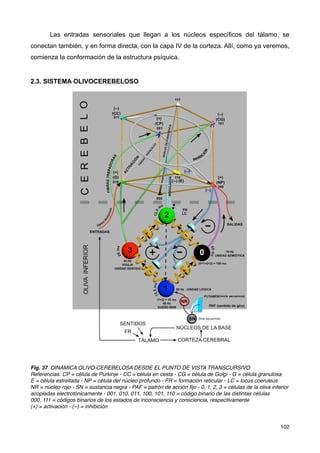 Las entradas sensoriales que llegan a los núcleos específicos del tálamo, se
conectan también, y en forma directa, con la capa IV de la corteza. Allí, como ya veremos,
comienza la conformación de la estructura psíquica.
2.3. SISTEMA OLIVOCEREBELOSO
Fig. 37 DINÁMICA OLIVO-CEREBELOSA DESDE EL PUNTO DE VISTA TRANSCURSIVO
Referencias: CP = célula de Purkinje - CC = célula en cesta - CG = célula de Golgi - G = célula granulosa
E = célula estrellada - NP = célula del núcleo profundo - FR = formación reticular - LC = locus coeruleus
NR = núcleo rojo - SN = sustancia negra - PAF = patrón de acción ﬁjo - 0, 1, 2, 3 = células de la oliva inferior
acopladas electrotónicamente - 001, 010, 011, 100, 101, 110 = código binario de las distintas células
000, 111 = códigos binarios de los estados de inconsciencia y consciencia, respectivamente
(+) = activación - (−) = inhibición
102
 