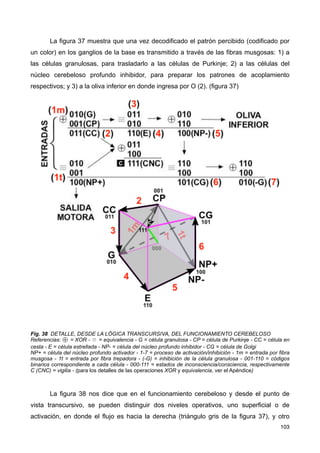 La figura 37 muestra que una vez decodificado el patrón percibido (codificado por
un color) en los ganglios de la base es transmitido a través de las fibras musgosas: 1) a
las células granulosas, para trasladarlo a las células de Purkinje; 2) a las células del
núcleo cerebeloso profundo inhibidor, para preparar los patrones de acoplamiento
respectivos; y 3) a la oliva inferior en donde ingresa por O (2). (figura 37)
Fig. 38 DETALLE, DESDE LA LÓGICA TRANSCURSIVA, DEL FUNCIONAMIENTO CEREBELOSO
Referencias: ⨁ = XOR - ≣ = equivalencia - G = célula granulosa - CP = célula de Purkinje - CC = célula en
cesta - E = célula estrellada - NP- = célula del núcleo profundo inhibidor - CG = célula de Golgi
NP+ = célula del núcleo profundo activador - 1-7 = proceso de activación/inhibición - 1m = entrada por fibra
musgosa - 1t = entrada por fibra trepadora - (-G) = inhibición de la célula granulosa - 001-110 = códigos
binarios correspondiente a cada célula - 000-111 = estados de inconsciencia/consciencia, respectivamente
C (CNC) = vigilia - (para los detalles de las operaciones XOR y equivalencia, ver el Apéndice)
La figura 38 nos dice que en el funcionamiento cerebeloso y desde el punto de
vista transcursivo, se pueden distinguir dos niveles operativos, uno superficial o de
activación, en donde el flujo es hacia la derecha (triángulo gris de la figura 37), y otro
103
 