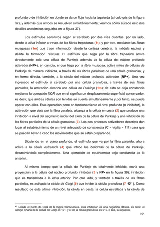 profundo o de inhibición en donde se da un flujo hacia la izquierda (círculo gris de la figura
37), y además que ambos se resuelven simultáneamente; veamos cómo sucede esto (los
detalles anatómicos seguirlos en la figura 37).
Los estímulos sensitivos llegan al cerebelo por dos vías distintas, por un lado,
desde la oliva inferior a través de las fibras trepadoras (1t), y por otro, mediante las fibras
musgosas (1m) que traen información desde la corteza cerebral, la médula espinal y
desde la formación reticular. El estímulo que llega por la fibra trepadora activa
directamente solo una célula de Purkinje además de la célula del núcleo profundo
activador (NP+); en cambio, el que llega por la fibra musgosa, activa miles de células de
Purkinje de manera indirecta, a través de las fibras paralelas de una célula granulosa, y
en forma directa, también, a la célula del núcleo profundo activador (NP+). Una vez
ingresado el estímulo al cerebelo por una célula granulosa, a través de sus fibras
paralelas, la activación alcanza una célula de Purkinje (1m); de esto se deja constancia
mediante la operación XOR que en sí significa un desplazamiento superficial conservador,
es decir, que ambas células son tenidas en cuenta simultáneamente y por tanto, se puede
operar con ellas. Esta operación pone en funcionamiento el nivel profundo (o inhibidor), la
activación que viaja por la fibra paralela, alcanza a la célula en cesta (2) que produce una
inhibición a nivel del segmento inicial del axón de la célula de Purkinje y una inhibición de
las fibras paralelas de la célula granulosa (3). Los dos procesos activadores descritos dan
lugar al establecimiento de un nivel adecuado de consciencia (C = vigilia = 111) para que
se puedan llevar a cabo los movimientos que se están preparando.
Siguiendo en el plano profundo, el estímulo que va por la fibra paralela, ahora
activa a la célula estrellada (4) que inhibe las dendritas de la célula de Purkinje,
desactivándola completamente. Una operación de equivalencia deja constancia de lo
anterior.
Al mismo tiempo que la célula de Purkinje es totalmente inhibida, envía una
proyección a la célula del núcleo profundo inhibidor (5 y NP- en la figura 38); inhibición
que es transmitida a la oliva inferior. Por otro lado, y también a través de las fibras
paralelas, es activada la célula de Golgi (6) que inhibe la célula granulosa (7 -G41 ). Como
resultado de esta última inhibición, la célula en cesta, la célula estrellada y la célula de
104
41 Desde el punto de vista de la lógica transcursiva, esta inhibición es una negación clásica, es decir, el
código binario de la célula de Golgi es 101, y el de la célula granulosa es 010, o sea, su opuesto.
 