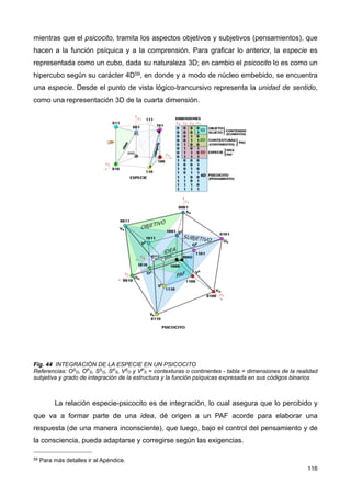 mientras que el psicocito, tramita los aspectos objetivos y subjetivos (pensamientos), que
hacen a la función psíquica y a la comprensión. Para graficar lo anterior, la especie es
representada como un cubo, dada su naturaleza 3D; en cambio el psicocito lo es como un
hipercubo según su carácter 4D59, en donde y a modo de núcleo embebido, se encuentra
una especie. Desde el punto de vista lógico-trancursivo representa la unidad de sentido,
como una representación 3D de la cuarta dimensión.
Fig. 44 INTEGRACIÓN DE LA ESPECIE EN UN PSICOCITO
Referencias: OS
O, OP
S, SS
O, SP
S, VS
O y VP
S = contexturas o continentes - tabla = dimensiones de la realidad
subjetiva y grado de integración de la estructura y la función psíquicas expresada en sus códigos binarios
La relación especie-psicocito es de integración, lo cual asegura que lo percibido y
que va a formar parte de una idea, dé origen a un PAF acorde para elaborar una
respuesta (de una manera inconsciente), que luego, bajo el control del pensamiento y de
la consciencia, pueda adaptarse y corregirse según las exigencias.
116
59 Para más detalles ir al Apéndice.
 