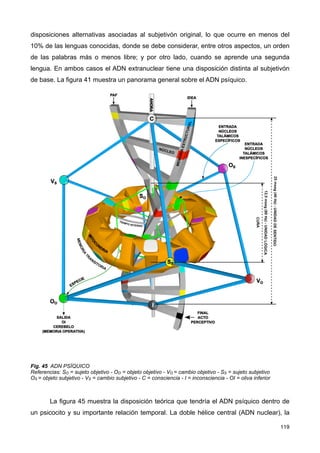 disposiciones alternativas asociadas al subjetivón original, lo que ocurre en menos del
10% de las lenguas conocidas, donde se debe considerar, entre otros aspectos, un orden
de las palabras más o menos libre; y por otro lado, cuando se aprende una segunda
lengua. En ambos casos el ADN extranuclear tiene una disposición distinta al subjetivón
de base. La figura 41 muestra un panorama general sobre el ADN psíquico.
Fig. 45 ADN PSÍQUICO
Referencias: SO = sujeto objetivo - OO = objeto objetivo - VO = cambio objetivo - SS = sujeto subjetivo
OS = objeto subjetivo - VS = cambio subjetivo - C = consciencia - I = inconsciencia - OI = oliva inferior
La figura 45 muestra la disposición teórica que tendría el ADN psíquico dentro de
un psicocito y su importante relación temporal. La doble hélice central (ADN nuclear), la
119
 