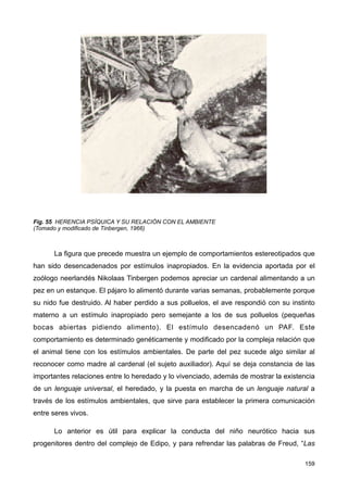 Fig. 55 HERENCIA PSÍQUICA Y SU RELACIÓN CON EL AMBIENTE
(Tomado y modificado de Tinbergen, 1966)
La figura que precede muestra un ejemplo de comportamientos estereotipados que
han sido desencadenados por estímulos inapropiados. En la evidencia aportada por el
zoólogo neerlandés Nikolaas Tinbergen podemos apreciar un cardenal alimentando a un
pez en un estanque. El pájaro lo alimentó durante varias semanas, probablemente porque
su nido fue destruido. Al haber perdido a sus polluelos, el ave respondió con su instinto
materno a un estímulo inapropiado pero semejante a los de sus polluelos (pequeñas
bocas abiertas pidiendo alimento). El estímulo desencadenó un PAF. Este
comportamiento es determinado genéticamente y modificado por la compleja relación que
el animal tiene con los estímulos ambientales. De parte del pez sucede algo similar al
reconocer como madre al cardenal (el sujeto auxiliador). Aquí se deja constancia de las
importantes relaciones entre lo heredado y lo vivenciado, además de mostrar la existencia
de un lenguaje universal, el heredado, y la puesta en marcha de un lenguaje natural a
través de los estímulos ambientales, que sirve para establecer la primera comunicación
entre seres vivos.
Lo anterior es útil para explicar la conducta del niño neurótico hacia sus
progenitores dentro del complejo de Edipo, y para refrendar las palabras de Freud, “Las
159
 