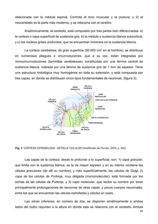 relacionada con la médula espinal. Controla el tono muscular y la postura; y 3) el
neocerebelo es la parte más moderna, y se relaciona con el cerebro.
Anatómicamente, el cerebelo, está compuesto por tres partes bien diferenciadas: a)
la corteza o capa superficial de sustancia gris, b) la médula o sustancia blanca subcortical,
y c) los núcleos grises profundos, que se encuentran inmersos en la sustancia blanca.
La corteza cerebelosa, de gran superficie (50.000 cm2 en el hombre), se distribuye
en numerosos pliegues o circunvoluciones, que a su vez, están integradas por
microcircunvoluciones (laminillas cerebelosas), constituidas por una lámina central de
sustancia blanca, rodeada por una lámina de sustancia gris de 1 mm de espesor. Tiene
una estructura histológica muy homogénea en toda su extensión, y está compuesta por
tres capas, en donde se distribuyen cinco tipos fundamentales de neuronas. (figura 3).
Fig. 3 CORTEZA CEREBELOSA - DETALLE CELULAR (modificado de Purves, 2004, p. 442)
Las capas de la corteza, desde lo profundo a lo superficial, son: 1) capa granular,
que limita con la sustancia blanca, es la de mayor espesor y en su interior contiene las
células granulares (de allí su nombre), y más superficialmente, las células de Golgi, 2)
capa de las células de Purkinje, muy delgada (monomolecular); está formada por los
somas de las células de Purkinje, y 3) capa molecular, que recibe su nombre por tener
principalmente prolongaciones de neuronas de otras capas, y pocos cuerpos neuronales,
entre los que se encuentran las células estrelladas y células en cesta.
Las olivas inferiores, en número de dos, se disponen simétricamente a ambos
lados del bulbo raquídeo a la altura en donde este se relaciona con el cerebelo. Ambas
24
 