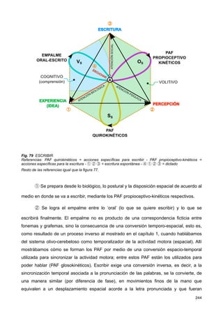 Fig. 79 ESCRIBIR
Referencias: PAF quirokinéticos = acciones específicas para escribir - PAF propioceptivo-kinéticos =
acciones específicas para la escritura - ① ② ③ = escritura espontánea - ④ ① ② ③ = dictado
Resto de las referencias igual que la figura 77.
① Se prepara desde lo biológico, lo postural y la disposición espacial de acuerdo al
medio en donde se va a escribir, mediante los PAF propioceptivo-kinéticos respectivos.
② Se logra el empalme entre lo ‘oral’ (lo que se quiere escribir) y lo que se
escribirá finalmente. El empalme no es producto de una correspondencia ficticia entre
fonemas y grafemas, sino la consecuencia de una conversión temporo-espacial, esto es,
como resultado de un proceso inverso al mostrado en el capítulo 1, cuando hablábamos
del sistema olivo-cerebeloso como temporalizador de la actividad motora (espacial). Allí
mostrábamos cómo se forman los PAF por medio de una conversión espacio-temporal
utilizada para sincronizar la actividad motora; entre estos PAF están los utilizados para
poder hablar (PAF glosokinéticos). Escribir exige una conversión inversa, es decir, a la
sincronización temporal asociada a la pronunciación de las palabras, se la convierte, de
una manera similar (por diferencia de fase), en movimientos finos de la mano que
equivalen a un desplazamiento espacial acorde a la letra pronunciada y que fueran
244
 