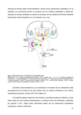 estructuras olivares están interconectadas a través de los pedúnculos cerebelares. En el
cerebelo, sus conexiones entran en contacto con los núcleos cerebelares y desde allí,
alcanzan la corteza cerebelar, en donde se conectan con las células de Purkinje mediante
las llamadas, fibras trepadoras, en una relación uno a uno.
Fig. 4 CONEXIONES DEL SISTEMA OLIVOCEREBELOSO
Referencias: VL = núcleo ventrolateral del tálamo - NR = núcleo rojo - 1, 2, 3, 4 = núcleos cerebelosos
profundos: 1 = medial (fastigial), 2= Interpuesto anterior (globoso), 3 = interpuesto posterior (emboliforme), 4
= lateral (dentado) - MAO = núcleo olivar accesorio medial - PO = núcleo olivar principal - DAO = núcleo
olivar accesorio dorsal (modificado de Haines, 2004, p. 211)
El sistema olivocerebeloso es una constante en el cerebro de los vertebrados. Está
compuesto por los núcleos de la oliva inferior (OI), la corteza cerebelosa y los núcleos
cerebelosos profundos. (Llinás, 2010, 301) (figura 4)
Al cerebelo ingresan todas las vías motoras y sensitivas excepto la olfatoria, y de él
salen todas las vías motoras descendentes. La relación entre vías aferentes y eferentes
es superior a 40:1. Todas estas conexiones pasan por los pedúnculos cerebelosos
(superiores, medios e inferiores).
25
 