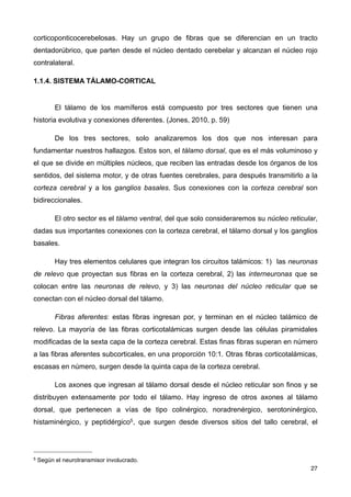 corticoponticocerebelosas. Hay un grupo de fibras que se diferencian en un tracto
dentadorúbrico, que parten desde el núcleo dentado cerebelar y alcanzan el núcleo rojo
contralateral.
1.1.4. SISTEMA TÁLAMO-CORTICAL
El tálamo de los mamíferos está compuesto por tres sectores que tienen una
historia evolutiva y conexiones diferentes. (Jones, 2010, p. 59)
De los tres sectores, solo analizaremos los dos que nos interesan para
fundamentar nuestros hallazgos. Estos son, el tálamo dorsal, que es el más voluminoso y
el que se divide en múltiples núcleos, que reciben las entradas desde los órganos de los
sentidos, del sistema motor, y de otras fuentes cerebrales, para después transmitirlo a la
corteza cerebral y a los ganglios basales. Sus conexiones con la corteza cerebral son
bidireccionales.
El otro sector es el tálamo ventral, del que solo consideraremos su núcleo reticular,
dadas sus importantes conexiones con la corteza cerebral, el tálamo dorsal y los ganglios
basales.
Hay tres elementos celulares que integran los circuitos talámicos: 1) las neuronas
de relevo que proyectan sus fibras en la corteza cerebral, 2) las interneuronas que se
colocan entre las neuronas de relevo, y 3) las neuronas del núcleo reticular que se
conectan con el núcleo dorsal del tálamo.
Fibras aferentes: estas fibras ingresan por, y terminan en el núcleo talámico de
relevo. La mayoría de las fibras corticotalámicas surgen desde las células piramidales
modificadas de la sexta capa de la corteza cerebral. Estas finas fibras superan en número
a las fibras aferentes subcorticales, en una proporción 10:1. Otras fibras corticotalámicas,
escasas en número, surgen desde la quinta capa de la corteza cerebral.
Los axones que ingresan al tálamo dorsal desde el núcleo reticular son finos y se
distribuyen extensamente por todo el tálamo. Hay ingreso de otros axones al tálamo
dorsal, que pertenecen a vías de tipo colinérgico, noradrenérgico, serotoninérgico,
histaminérgico, y peptidérgico5, que surgen desde diversos sitios del tallo cerebral, el
27
5 Según el neurotransmisor involucrado.
 