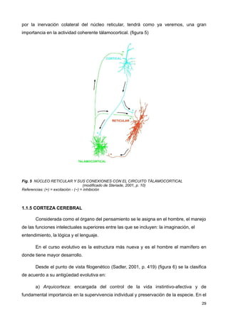 por la inervación colateral del núcleo reticular, tendrá como ya veremos, una gran
importancia en la actividad coherente tálamocortical. (figura 5)
Fig. 5 NÚCLEO RETICULAR Y SUS CONEXIONES CON EL CIRCUITO TÁLAMOCORTICAL
(modificado de Steriade, 2001, p. 10)
Referencias: (+) = excitación - (−) = inhibición
1.1.5 CORTEZA CEREBRAL
Considerada como el órgano del pensamiento se le asigna en el hombre, el manejo
de las funciones intelectuales superiores entre las que se incluyen: la imaginación, el
entendimiento, la lógica y el lenguaje.
En el curso evolutivo es la estructura más nueva y es el hombre el mamífero en
donde tiene mayor desarrollo.
Desde el punto de vista filogenético (Sadler, 2001, p. 419) (figura 6) se la clasifica
de acuerdo a su antigüedad evolutiva en:
a) Arquicorteza: encargada del control de la vida instintivo-afectiva y de
fundamental importancia en la supervivencia individual y preservación de la especie. En el
29
 