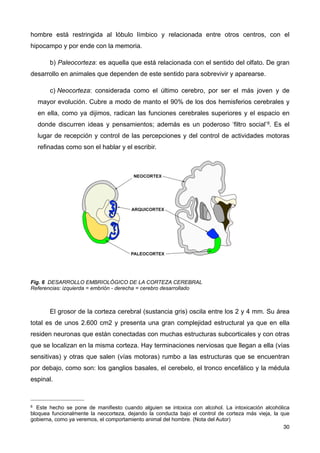 hombre está restringida al lóbulo límbico y relacionada entre otros centros, con el
hipocampo y por ende con la memoria.
b) Paleocorteza: es aquella que está relacionada con el sentido del olfato. De gran
desarrollo en animales que dependen de este sentido para sobrevivir y aparearse.
c) Neocorteza: considerada como el último cerebro, por ser el más joven y de
mayor evolución. Cubre a modo de manto el 90% de los dos hemisferios cerebrales y
en ella, como ya dijimos, radican las funciones cerebrales superiores y el espacio en
donde discurren ideas y pensamientos; además es un poderoso ‘filtro social’6. Es el
lugar de recepción y control de las percepciones y del control de actividades motoras
refinadas como son el hablar y el escribir.
Fig. 6 DESARROLLO EMBRIOLÓGICO DE LA CORTEZA CEREBRAL
Referencias: izquierda = embrión - derecha = cerebro desarrollado
El grosor de la corteza cerebral (sustancia gris) oscila entre los 2 y 4 mm. Su área
total es de unos 2.600 cm2 y presenta una gran complejidad estructural ya que en ella
residen neuronas que están conectadas con muchas estructuras subcorticales y con otras
que se localizan en la misma corteza. Hay terminaciones nerviosas que llegan a ella (vías
sensitivas) y otras que salen (vías motoras) rumbo a las estructuras que se encuentran
por debajo, como son: los ganglios basales, el cerebelo, el tronco encefálico y la médula
espinal.
30
6 Este hecho se pone de manifiesto cuando alguien se intoxica con alcohol. La intoxicación alcohólica
bloquea funcionalmente la neocorteza, dejando la conducta bajo el control de corteza más vieja, la que
gobierna, como ya veremos, el comportamiento animal del hombre. (Nota del Autor)
 