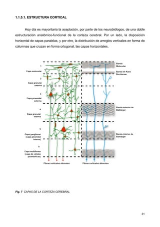1.1.5.1. ESTRUCTURA CORTICAL
Hoy día es mayoritaria la aceptación, por parte de los neurobiólogos, de una doble
estructuración anatómico-funcional de la corteza cerebral. Por un lado, la disposición
horizontal de capas paralelas, y por otro, la distribución de arreglos verticales en forma de
columnas que cruzan en forma ortogonal, las capas horizontales.
Fig. 7 CAPAS DE LA CORTEZA CEREBRAL
31
 