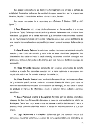 Las capas horizontales no se distribuyen homogéneamente en toda la corteza. La
antigüedad filogenética determina la cantidad de capas presentes; así, la arquicorteza
tiene tres, la paleocorteza de tres a cinco, y la neocorteza, las seis.
Las capas neuronales de la neocorteza son: (Patestas & Gartner, 2006, p. 402)
(figura 7)
I. Capa Molecular: con pocas células dispuestas en forma paralela a la corteza
(células de Cajal). Es la capa más superficial y además de las neuronas, contiene fibras
nerviosas (agrupadas en la banda molecular) que provienen de las dendritas y axones
de las neuronas piramidales subyacentes y algunos axones que vienen del tálamo. Es
una capa fundamentalmente de asociación (conexión) entre otras capas de la sustancia
gris.
II. Capa Granular Externa: la conforman muchas neuronas granulares de pequeño
tamaño y con forma de estrella, y unas más escasas piramidales pequeñas. Las
dendritas de esta capa van hacia la capa anterior y sus axones conectan con capas más
profundas, formando la banda de Bechterew, por esta razón es también una capa de
asociación.
III. Capa Piramidal Externa: constituida por neuronas piramidales de tamaño
mediano y grande. Sus dendritas conectan con la capa molecular y sus axones con
capas más profundas. Es también una capa de asociación.
IV. Capa Granular Interna: aquí se detecta la presencia de neuronas granulares
de gran tamaño y de fibras que provienen fundamentalmente del tálamo que forman las
llamadas estrías tálamo corticales (banda exterior de Baillarger). En esta capa es donde
se produce el ingreso de información desde el exterior: fibras corticales aferentes
sensitivas.
V. Capa Piramidal Interna o Ganglionar: formada por las células piramidales
gigantes de Betz. Las fibras están dispuestas a modo de una banda (banda interior de
Baillarger). Desde esta capa es de donde se produce la salida de información hacia el
exterior: fibras corticales aferentes motoras a través del haz corticoespinal, al cual dan
origen.
VI. Capa Multiforme o Fusiforme: constituida por una variedad celular que
comprende neuronas fusiformes, neuronas de forma aproximadamente piramidal y las
32
 