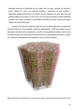 llamadas neuronas de Martinotti de las cuales hay una gran variedad en tamaño y
forma. Suelen ser como una pirámide invertida o fusiformes de gran tamaño y
dispuestas perpendicularmente a la corteza. No son exclusivas de esta capa sino que
pueden hallarse en la capa IV y aún en la II. Es una capa en donde sus fibras eferentes
cumplen una función de asociar un hemisferio cerebral con el otro a través del cuerpo
calloso, del cual forman parte.
A pesar de continuar la polémica luego de más de medio siglo sobre la disposición
columnar (figura 8), hay suficiente evidencia (Szentagothai, 1978) que sugiere que tal
disposición anatómica es en apariencia, un patrón cito-arquitectónico básico, sobre el que
se edifica la estructura de la parte funcionalmente más trascendente del cerebro, aunque
con variaciones importantes entre especies y aún en la misma especie.
Fig. 8 Representación idealizada de la corteza cerebral, según la hipótesis columnar de Mountcastle (1957)
33
 