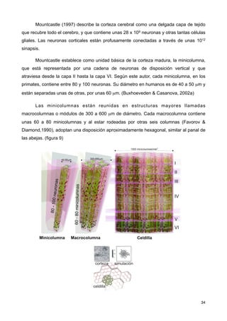 Mountcastle (1997) describe la corteza cerebral como una delgada capa de tejido
que recubre todo el cerebro, y que contiene unas 28 x 109 neuronas y otras tantas células
gliales. Las neuronas corticales están profusamente conectadas a través de unas 1012
sinapsis.
Mountcastle establece como unidad básica de la corteza madura, la minicolumna,
que está representada por una cadena de neuronas de disposición vertical y que
atraviesa desde la capa II hasta la capa VI. Según este autor, cada minicolumna, en los
primates, contiene entre 80 y 100 neuronas. Su diámetro en humanos es de 40 a 50 µm y
están separadas unas de otras, por unas 60 µm. (Buxhoeveden & Casanova, 2002a)
Las minicolumnas están reunidas en estructuras mayores llamadas
macrocolumnas o módulos de 300 a 600 µm de diámetro. Cada macrocolumna contiene
unas 60 a 80 minicolumnas y al estar rodeadas por otras seis columnas (Favorov &
Diamond,1990), adoptan una disposición aproximadamente hexagonal, similar al panal de
las abejas. (figura 9)
34
 