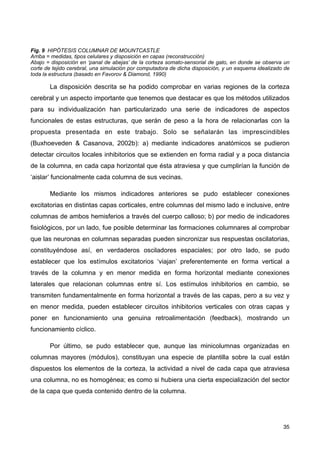 Fig. 9 HIPÓTESIS COLUMNAR DE MOUNTCASTLE
Arriba = medidas, tipos celulares y disposición en capas (reconstrucción)
Abajo = disposición en ‘panal de abejas’ de la corteza somato-sensorial de gato, en donde se observa un
corte de tejido cerebral, una simulación por computadora de dicha disposición, y un esquema idealizado de
toda la estructura (basado en Favorov & Diamond, 1990)
La disposición descrita se ha podido comprobar en varias regiones de la corteza
cerebral y un aspecto importante que tenemos que destacar es que los métodos utilizados
para su individualización han particularizado una serie de indicadores de aspectos
funcionales de estas estructuras, que serán de peso a la hora de relacionarlas con la
propuesta presentada en este trabajo. Solo se señalarán las imprescindibles
(Buxhoeveden & Casanova, 2002b): a) mediante indicadores anatómicos se pudieron
detectar circuitos locales inhibitorios que se extienden en forma radial y a poca distancia
de la columna, en cada capa horizontal que ésta atraviesa y que cumplirían la función de
‘aislar’ funcionalmente cada columna de sus vecinas.
Mediante los mismos indicadores anteriores se pudo establecer conexiones
excitatorias en distintas capas corticales, entre columnas del mismo lado e inclusive, entre
columnas de ambos hemisferios a través del cuerpo calloso; b) por medio de indicadores
fisiológicos, por un lado, fue posible determinar las formaciones columnares al comprobar
que las neuronas en columnas separadas pueden sincronizar sus respuestas oscilatorias,
constituyéndose así, en verdaderos osciladores espaciales; por otro lado, se pudo
establecer que los estímulos excitatorios ‘viajan’ preferentemente en forma vertical a
través de la columna y en menor medida en forma horizontal mediante conexiones
laterales que relacionan columnas entre sí. Los estímulos inhibitorios en cambio, se
transmiten fundamentalmente en forma horizontal a través de las capas, pero a su vez y
en menor medida, pueden establecer circuitos inhibitorios verticales con otras capas y
poner en funcionamiento una genuina retroalimentación (feedback), mostrando un
funcionamiento cíclico.
Por último, se pudo establecer que, aunque las minicolumnas organizadas en
columnas mayores (módulos), constituyan una especie de plantilla sobre la cual están
dispuestos los elementos de la corteza, la actividad a nivel de cada capa que atraviesa
una columna, no es homogénea; es como si hubiera una cierta especialización del sector
de la capa que queda contenido dentro de la columna.
35
 