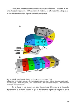 La única estructura que se ha estudiado con mayor profundidad y en donde se han
encontrado algunos indicios del funcionamiento mnémico es la formación hipocámpica de
la rata, de la cual daremos algunos detalles a continuación.
Fig. 11 FORMACIÓN HIPOCÁMPICA (basada en Andersen et al., 2007, p. 38)
Referencias: CE = corteza etnorinal - GD = giro dentado - CA1, CA2, CA3 = cuernos de Ammon (hipocampo)
Sub = subículo - Pre = presubículo - Para = parasubículo - A = disposición anatómica - B = disposición
secuencial de las conexiones.
En la figura 11 se observa en dos disposiciones diferentes, a la formación
hipocámpica; el complejo sistema al que la neurociencia cognitiva le asigna un papel
38
 