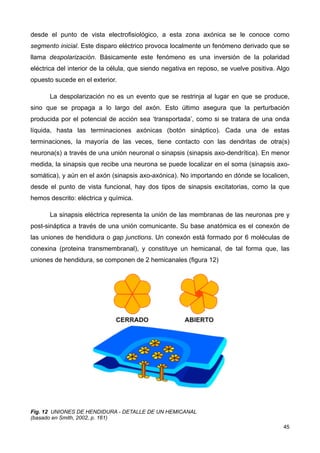 desde el punto de vista electrofisiológico, a esta zona axónica se le conoce como
segmento inicial. Este disparo eléctrico provoca localmente un fenómeno derivado que se
llama despolarización. Básicamente este fenómeno es una inversión de la polaridad
eléctrica del interior de la célula, que siendo negativa en reposo, se vuelve positiva. Algo
opuesto sucede en el exterior.
La despolarización no es un evento que se restrinja al lugar en que se produce,
sino que se propaga a lo largo del axón. Esto último asegura que la perturbación
producida por el potencial de acción sea ‘transportada’, como si se tratara de una onda
líquida, hasta las terminaciones axónicas (botón sináptico). Cada una de estas
terminaciones, la mayoría de las veces, tiene contacto con las dendritas de otra(s)
neurona(s) a través de una unión neuronal o sinapsis (sinapsis axo-dendrítica). En menor
medida, la sinapsis que recibe una neurona se puede localizar en el soma (sinapsis axo-
somática), y aún en el axón (sinapsis axo-axónica). No importando en dónde se localicen,
desde el punto de vista funcional, hay dos tipos de sinapsis excitatorias, como la que
hemos descrito: eléctrica y química.
La sinapsis eléctrica representa la unión de las membranas de las neuronas pre y
post-sináptica a través de una unión comunicante. Su base anatómica es el conexón de
las uniones de hendidura o gap junctions. Un conexón está formado por 6 moléculas de
conexina (proteina transmembranal), y constituye un hemicanal, de tal forma que, las
uniones de hendidura, se componen de 2 hemicanales (figura 12)
Fig. 12 UNIONES DE HENDIDURA - DETALLE DE UN HEMICANAL
(basado en Smith, 2002, p. 161)
45
 