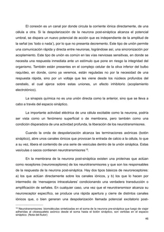 El conexón es un canal por donde circula la corriente iónica directamente, de una
célula a otra. Si la despolarización de la neurona post-sináptica alcanza el potencial
umbral, se dispara un nuevo potencial de acción que es independiente de la amplitud de
la señal (es ‘todo o nada’), por lo que no presenta decremento. Este tipo de unión permite
una comunicación rápida y directa entre neuronas, lográndose así, una sincronización por
acoplamiento. Este tipo de unión es común en las vías nerviosas sensitivas, en donde se
necesita una respuesta inmediata ante un estímulo que pone en riesgo la integridad del
organismo. También están presentes en el complejo celular de la oliva inferior del bulbo
raquídeo, en donde, como ya veremos, están reguladas no por la necesidad de una
respuesta rápida, sino por un voltaje que les viene desde los núcleos profundos del
cerebelo, el cual ejerce sobre estas uniones, un efecto inhibitorio (acoplamiento
electrotónico).
La sinapsis química no es una unión directa como la anterior, sino que se lleva a
cabo a través del espacio sináptico.
La importante actividad eléctrica de una célula excitable como la neurona, podría
ser vista como un fenómeno superficial o de membrana, pero también como una
condición disparadora de una actividad profunda, la liberación de los neurotransmisores.
Cuando la onda de despolarización alcanza las terminaciones axónicas (botón
sináptico), abre unos canales iónicos que provocan la entrada de calcio a la célula, lo que
a su vez, libera el contenido de una serie de vesículas dentro de la unión sináptica. Estas
vesículas o sacos contienen neurotransmisores15.
En la membrana de la neurona post-sináptica existen una proteínas que actúan
como receptores (neuroreceptores) de los neurotransmisores y que son los responsables
de la respuesta de la neurona post-sináptica. Hay dos tipos básicos de neuroreceptores:
a) los que actúan directamente sobre los canales iónicos, y b) los que lo hacen por
intermedio de ‘mensajeros intracelulares’ condicionando una verdadera transducción o
amplificación de señales. En cualquier caso, una vez que el neurotransmisor alcanza su
neuroreceptor específico, se produce una rápida apertura y cierre de distintos canales
iónicos que, o bien generan una despolarización llamada potencial excitatorio post-
46
15 Neurotransmisores: biomoléculas sintetizadas en el soma de la neurona pre-sináptica que luego de viajar
adheridas al citoesqueleto axónico desde el soma hasta el botón sináptico, son vertidas en el espacio
sináptico. (Nota del Autor)
 