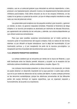 sináptico, que es un potencial gradual cuya intensidad es estímulo dependiente; o bien,
producen una hiperpolarización (situación inversa a la despolarización) llamada potencial
inhibitorio post-sináptico. Esta última situación se da en las sinapsis inhibitorias, en las
cuales no se genera un potencial de acción, ya que el voltaje sináptico resultante se aleja
cada vez más del potencial umbral.
Los potenciales post-sinápticos son de pequeña amplitud, gran duración, y generan
un retardo, es decir, no generan respuesta inmediata. Presentan el fenómeno de fatiga
sináptica si la neurona pre-sináptica es alcanzada por estímulos de elevada frecuencia,
por agotamiento del contenido de las vesículas; y además, son entorno-dependientes ya
que utilizan sustancias extracelulares.
Para que sean posibles sucesivas comunicaciones por el medio químico es
necesario quitar el neurotransmisor del espacio sináptico. Esto se realiza de tres formas
distintas: a) por difusión al líquido extracelurar, que lo aleja del neuroreceptor, b) por
inactivación química, y c) por recaptación de parte de la neurona pre-sináptica. La
recaptación permite el reciclado del neurotransmisor para usos futuros.
1.2.2. APARATO PERCEPTIVO GENÉRICO
La corteza cerebral que se encuentra por detrás de la cisura de Rolando, y que
está distribuida entre los lóbulos parietal, temporal y occipital, es la receptora de los
estímulos cutáneo-cinestésicos, auditivo-vestibulares y visuales. (figura 13).
Las cortezas mencionadas presentan un área primaria o de proyección, en donde
se puede observar un desarrollo importante de la capa granular o cuarta capa cortical,
que es la que recibe las aferencias de los núcleos del tálamo. A estas cortezas primarias
se las denomina somatotópicas, porque las aferencias provenientes de las diferentes
partes del cuerpo terminan en lugares específicos, que se organizan espacial y
funcionalmente, de acuerdo a su importancia.
47
 