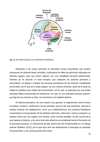 Fig. 13 DISTRIBUCIÓN DE LAS CORTEZAS PRIMARIAS
Rodeando a las zonas primarias se describen zonas secundarias que reciben
conexiones de distintas áreas corticales, confluyendo en ellas los estímulos originados en
distintos lugares, pero que tienen relación con una modalidad sensorial determinada.
También se ha descrito un área terciaria, que rodeando los sectores primarios y
secundarios, se dedica a integrar los procesos perceptivos de las distintas modalidades
sensoriales, por lo que se le suele asignar, de una manera arbitraria, parte de la tarea de
reflejar la realidad como objeto del conocimiento, con lo cual, se pretende que una simple
actividad refleja condicionada se transforme, sin más, en una actividad nerviosa superior,
que liga de una manera no clara, la consciencia y la realidad objetiva.
Al sistema perceptivo, de una manera muy general, le asignaremos como función
el análisis, síntesis o codificación de las entradas, que por las vías sensitivas, alcanza la
corteza cerebral. No detallaremos, como ya lo adelantáramos, los procesos fisiológicos
involucrados en la percepción de los distintos estímulos, antes bien, vamos a proponer un
artilugio inerte que nos sugiere una manera, entre muchas posibles, de dar cuenta de lo
que ingresa al sistema, y de cómo toda esta afluencia es canalizada hacia la formación de
la estructura psíquica. La pertinencia de este adminículo fue fundamentada en un trabajo
anterior (Salatino, 2012), por lo que aquí solo nos dedicaremos a bosquejar su supuesto
funcionamiento, y las consecuencias del mismo.
48
 