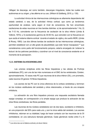 ‘ráfagas’ de descarga, así como también, descargas irregulares, todas las cuales son
autónomas en su origen, y las alterna en su uso. (Wilson & Goldberg, 2010, p. 135)
La actividad rítmica de las interneuronas colinérgicas es altamente dependiente del
estado cerebral, o sea, de la actividad rítmica cortical, que como ya tendremos
oportunidad de analizar, varía según el nivel de consciencia. Se han encontrado
oscilaciones de estas neuronas en tres bandas distintas: a) de aproximadamente 1 Hz; 2)
de 7-12 Hz, coincidente con la frecuencia de oscilación de la oliva inferior (Llinás &
Volkind, 1973); y 3) oscilaciones gamma de 30-50 Hz, que coinciden con la frecuencia en
que oscila el sistema tálamo-cortical durante el estado de vigilia y de sueño MOR. (Llinás
& Rivary, 1993). Las dos últimas bandas de oscilación de las interneuronas colinérgicas,
permiten establecer con un alto grado de plausibilidad, que este ‘tercer macapasos’17 que
consideramos como parte del funcionamiento psíquico, estaría encargado de ‘ordenar la
lectura’ de los patrones percibidos y coordinar con el nivel de consciencia existente en el
momento de la percepción.
1.2.3. SISTEMA OLIVOCEREBELOSO
Las uniones sinápticas entre las fibras trepadoras y las células de Purkinje
cerebelosas (PC), son una de las más numerosas en el SNC de los vertebrados. Existen,
aproximadamente, 10 veces más PC que neuronas de la oliva inferior (OI), y en promedio,
cada neurona OI genera 10 fibras trepadoras.
Los axones de las PC son la única aferencia de la corteza cerebelosa y terminan
en los núcleos vestibulares del cerebelo y otros relacionados, a través de una sinapsis
inhibitoria.
La activación de una fibra trepadora provoca una respuesta excitatoria llamada
espiga compleja, en contraposición a la simple espiga que produce la activación de las
otras fibras cerebelosas, las fibras paralelas.
Las neuronas de los núcleos cerebelares son de dos tipos, excitatorio e inhibitorio,
en una proporción del 50% para cada uno, y son la única salida del cerebelo. Los axones
inhibitorios, retornan en su totalidad, luego de hacer contacto con las neuronas de la OI
contralateral, en una estructura llamada glomérulo. Cada glomérulo recibe entre 5 y 8
51
17 Los otros dos son el tálamo-cortical y el olivar inferior.
 