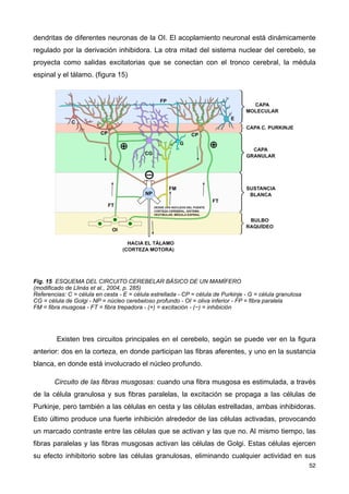 dendritas de diferentes neuronas de la OI. El acoplamiento neuronal está dinámicamente
regulado por la derivación inhibidora. La otra mitad del sistema nuclear del cerebelo, se
proyecta como salidas excitatorias que se conectan con el tronco cerebral, la médula
espinal y el tálamo. (figura 15)
Fig. 15 ESQUEMA DEL CIRCUITO CEREBELAR BÁSICO DE UN MAMÍFERO
(modificado de Llinás et al., 2004, p. 285)
Referencias: C = célula en cesta - E = célula estrellada - CP = célula de Purkinje - G = célula granulosa
CG = célula de Golgi - NP = núcleo cerebeloso profundo - OI = oliva inferior - FP = fibra paralela
FM = fibra musgosa - FT = fibra trepadora - (+) = excitación - (−) = inhibición
Existen tres circuitos principales en el cerebelo, según se puede ver en la figura
anterior: dos en la corteza, en donde participan las fibras aferentes, y uno en la sustancia
blanca, en donde está involucrado el núcleo profundo.
Circuito de las fibras musgosas: cuando una fibra musgosa es estimulada, a través
de la célula granulosa y sus fibras paralelas, la excitación se propaga a las células de
Purkinje, pero también a las células en cesta y las células estrelladas, ambas inhibidoras.
Esto último produce una fuerte inhibición alrededor de las células activadas, provocando
un marcado contraste entre las células que se activan y las que no. Al mismo tiempo, las
fibras paralelas y las fibras musgosas activan las células de Golgi. Estas células ejercen
su efecto inhibitorio sobre las células granulosas, eliminando cualquier actividad en sus
52
 