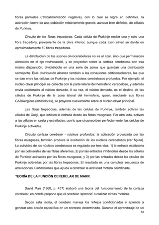 fibras paralelas (retroalimentación negativa), con lo cual se logra en definitiva, la
activación breve de una población relativamente grande, aunque bien definida, de células
de Purkinje.
Circuito de las fibras trepadoras: Cada célula de Purkinje recibe una y solo una
fibra trepadora, proveniente de la oliva inferior, aunque cada axón olivar se divide en
aproximadamente 10 fibras trepadoras.
La distribución de los axones olivocerebelares no es al azar, sino que permanecen
alineados en el eje rostrocaudal, y se proyectan sobre la corteza cerebelosa con esa
misma disposición, dividiéndola en una serie de zonas que guardan una distribución
semejante. Esta distribución alcanza también a las conexiones córticonucleares, las que
se dan entre las células de Purkinje y los núcleos cerebelosos profundos. Por ejemplo, el
núcleo olivar principal se conecta con la parte lateral del hemisferio cerebeloso, y además
envía colaterales al núcleo dentado. A su vez, el núcleo dentado, es el destino de las
células de Purkinje de la zona lateral del hemisferio, quien, mediante sus fibras
GABAérgicas (inhibidoras), se proyecta nuevamente sobre el núcleo olivar principal.
Las fibras trepadoras, además de las células de Purkinje, también activan las
células de Golgi, que inhiben la entrada desde las fibras musgosas. Por otro lado, activan
a las células en cesta y estrelladas, con lo que circunscriben perfectamente, las células de
Purkinje activadas.
Circuito corteza cerebelar - núcleos profundos: la activación provocada por las
fibras musgosas, también produce la excitación de los núcleos cerebelosos (ver figura).
La actividad de los núcleos cerebelosos es regulada por tres vías: 1) la entrada excitatoria
por las colaterales de las fibras aferentes, 2) por las entradas inhibitorias desde las células
de Purkinje activadas por las fibras musgosas, y 3) por las entradas desde las células de
Purkinje activadas por las fibras trepadoras. El resultado es una compleja secuencia de
activaciones e inhibiciones que ayuda a controlar la actividad motora coordinada.
TEORÍA DE LA FUNCIÓN CEREBELAR DE MARR
David Marr (1968, p. 437) elaboró una teoría del funcionamiento de la corteza
cerebelar, en donde propone que el cerebelo ‘aprende’ a realizar tareas motoras.
Según esta teoría, el cerebelo maneja los reflejos condicionados y aprende a
generar una acción específica en un contexto determinado. Durante el aprendizaje de un
53
 