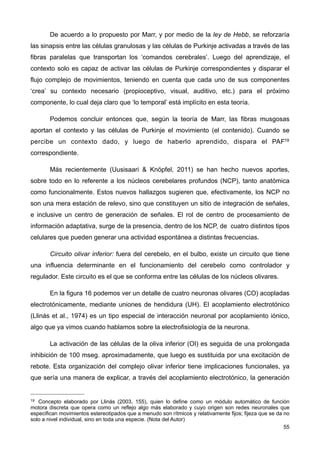 De acuerdo a lo propuesto por Marr, y por medio de la ley de Hebb, se reforzaría
las sinapsis entre las células granulosas y las células de Purkinje activadas a través de las
fibras paralelas que transportan los ‘comandos cerebrales’. Luego del aprendizaje, el
contexto solo es capaz de activar las células de Purkinje correspondientes y disparar el
flujo complejo de movimientos, teniendo en cuenta que cada uno de sus componentes
‘crea’ su contexto necesario (propioceptivo, visual, auditivo, etc.) para el próximo
componente, lo cual deja claro que ‘lo temporal’ está implícito en esta teoría.
Podemos concluir entonces que, según la teoría de Marr, las fibras musgosas
aportan el contexto y las células de Purkinje el movimiento (el contenido). Cuando se
percibe un contexto dado, y luego de haberlo aprendido, dispara el PAF19
correspondiente.
Más recientemente (Uusisaari & Knöpfel, 2011) se han hecho nuevos aportes,
sobre todo en lo referente a los núcleos cerebelares profundos (NCP), tanto anatómica
como funcionalmente. Estos nuevos hallazgos sugieren que, efectivamente, los NCP no
son una mera estación de relevo, sino que constituyen un sitio de integración de señales,
e inclusive un centro de generación de señales. El rol de centro de procesamiento de
información adaptativa, surge de la presencia, dentro de los NCP, de cuatro distintos tipos
celulares que pueden generar una actividad espontánea a distintas frecuencias.
Circuito olivar inferior: fuera del cerebelo, en el bulbo, existe un circuito que tiene
una influencia determinante en el funcionamiento del cerebelo como controlador y
regulador. Este circuito es el que se conforma entre las células de los núcleos olivares.
En la figura 16 podemos ver un detalle de cuatro neuronas olivares (CO) acopladas
electrotónicamente, mediante uniones de hendidura (UH). El acoplamiento electrotónico
(Llinás et al., 1974) es un tipo especial de interacción neuronal por acoplamiento iónico,
algo que ya vimos cuando hablamos sobre la electrofisiología de la neurona.
La activación de las células de la oliva inferior (OI) es seguida de una prolongada
inhibición de 100 mseg. aproximadamente, que luego es sustituida por una excitación de
rebote. Esta organización del complejo olivar inferior tiene implicaciones funcionales, ya
que sería una manera de explicar, a través del acoplamiento electrotónico, la generación
55
19 Concepto elaborado por Llinás (2003, 155), quien lo define como un módulo automático de función
motora discreta que opera como un reflejo algo más elaborado y cuyo origen son redes neuronales que
especifican movimientos estereotipados que a menudo son rítmicos y relativamente fijos; fijeza que se da no
solo a nivel individual, sino en toda una especie. (Nota del Autor)
 