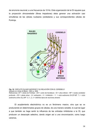 de sincronía neuronal, a una frecuencia de 10 Hz. Esta organización de la OI requiere que
la proyección olivocerebelar (fibras trepadoras) deba generar una activación casi
simultánea de las células nucleares cerebelares y sus correspondientes células de
Purkinje.
Fig. 16 CIRCUITO OLIVAR INFERIOR Y SU RELACIÓN CON EL CEREBELO
(basado en Llinás & Welsh, 1993, p. 958)
Referencias: CP = célula de Purkinje - UH = unión de hendidura - OI = oliva inferior - NP = núcleo cerebelar
profundo - CO = célula olivar - ⊕= activación - ⊖ = inhibición - →	
 = ciclo autónomo OI-CP-NP ↻ = ciclo
autónomo entre OI y NP - 0, 1, 2, 3 = distintos tipos de neuronas olivares
El acoplamiento electrotónico no es un fenómeno masivo, sino que se va
produciendo en determinados grupos de células, de una manera variable, lo cual da lugar
a que también se haga sentir la influencia de las entradas inhibitorias a la OI, que
producen un desacople selectivo, dando origen así a una sincronización, como luego
veremos.
56
 