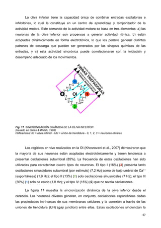 La oliva inferior tiene la capacidad única de combinar entradas excitatorias e
inhibitorias, lo cual la constituye en un centro de aprendizaje y temporizador de la
actividad motora. Este comando de la actividad motora se basa en tres elementos: a) las
neuronas de la oliva inferior son propensas a generar actividad rítmica, b) están
acopladas dinámicamente en forma electrotónica, lo que les permite generar distintos
patrones de descarga que pueden ser generados por las sinapsis químicas de las
entradas, y c) esta actividad sincrónica puede correlacionarse con la iniciación y
desempeño adecuado de los movimientos.
Fig. 17 SINCRONIZACIÓN DINÁMICA DE LA OLIVA INFERIOR
(basado en Llinás & Welsh, 1993)
Referencias: IO = oliva inferior - UH = unión de hendidura - 0, 1, 2, 3 = neuronas olivares
Los registros en vivo realizados en la OI (Khosrovani et al., 2007) demostraron que
la mayoría de sus neuronas están acopladas electrotónicamente y tienen tendencia a
presentar oscilaciones subumbral (85%). La frecuencia de estas oscilaciones han sido
utilizadas para caracterizar cuatro tipos de neuronas. El tipo I (16%) (3) presenta tanto
oscilaciones sinusoidales subumbral (por estímulo) (7.2 Hz) como de bajo umbral de Ca++
(espontáneas) (1.9 Hz); el tipo II (13%) (2) solo oscilaciones sinusoidales (7 Hz); el tipo III
(56%) (1) solo de calcio (1.8 Hz); y el tipo IV (15%) (0) que no revela oscilaciones.
La figura 17 muestra la sincronización dinámica de la oliva inferior desde el
cerebelo. Las neuronas olivares generan, en conjunto, oscilaciones espontáneas dadas
las propiedades intrínsecas de sus membranas celulares y la conexión a través de las
uniones de hendidura (UH) (gap junction) entre ellas. Estas oscilaciones sincronizan la
57
 
